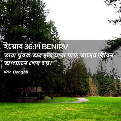 Picture 02 - ইয়োব 36:14 BENIRV - তারা যুবক - Bible Verse Picture