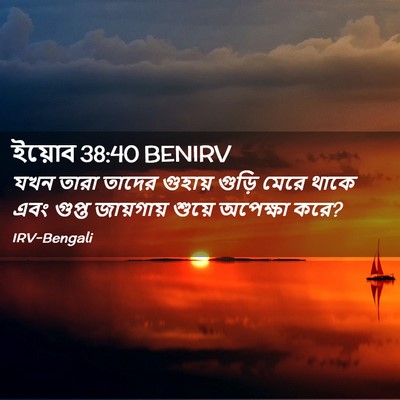 Picture 02 - ইয়োব 38:40 BENIRV - যখন তারা তাদের - Bible Verse Picture