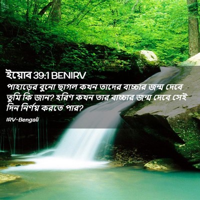 Picture 02 - ইয়োব 39:1 BENIRV - পাহাড়ের বুনো - Bible Verse Picture