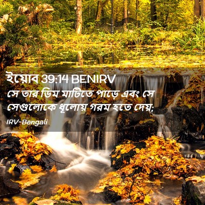 Picture 02 - ইয়োব 39:14 BENIRV - সে তার ডিম মাটিতে - Bible Verse Picture