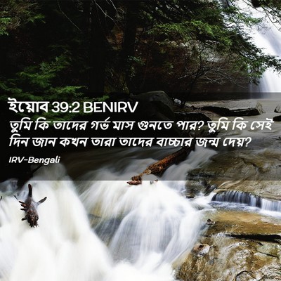 Picture 02 - ইয়োব 39:2 BENIRV - তুমি কি তাদের গর্ভ - Bible Verse Picture