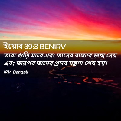 Picture 02 - ইয়োব 39:3 BENIRV - তারা গুড়ি মারে - Bible Verse Picture