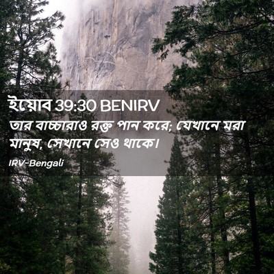 Picture 02 - ইয়োব 39:30 BENIRV - তার বাচ্চারাও - Bible Verse Picture