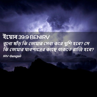 Picture 02 - ইয়োব 39:9 BENIRV - বুনো ষাঁড় কি - Bible Verse Picture