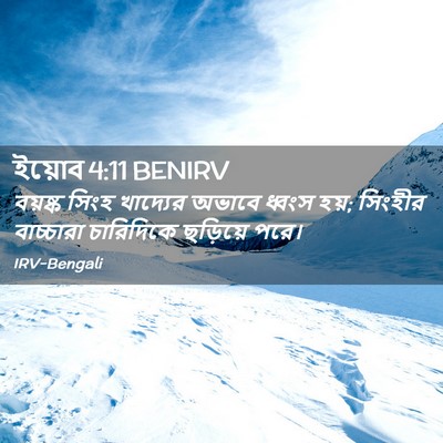 Picture 02 - ইয়োব 4:11 BENIRV - বয়ষ্ক সিংহ - Bible Verse Picture