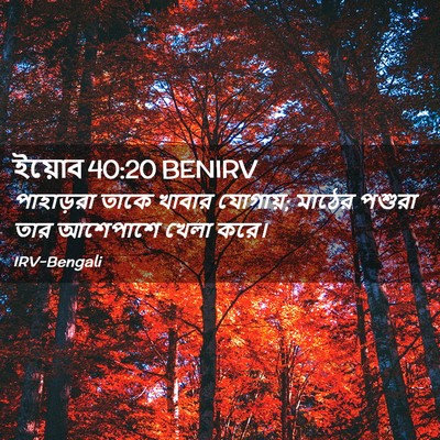Picture 02 - ইয়োব 40:20 BENIRV - পাহাড়রা তাকে - Bible Verse Picture