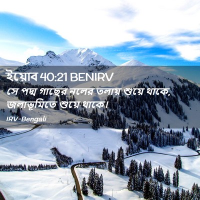 Picture 02 - ইয়োব 40:21 BENIRV - সে পদ্ম গাছের নলের - Bible Verse Picture