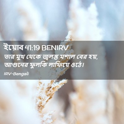Picture 02 - ইয়োব 41:19 BENIRV - তার মুখ থেকে - Bible Verse Picture