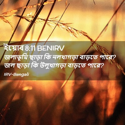 Picture 02 - ইয়োব 8:11 BENIRV - জলাভূমি ছাড়া কি - Bible Verse Picture
