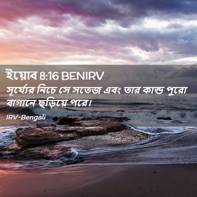 Picture 02 - ইয়োব 8:16 BENIRV - সূর্য্যের নিচে সে - Bible Verse Picture