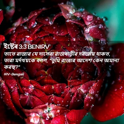 Picture 02 - ইষ্টেৰ 3:3 BENIRV - তাতে রাজার যে - Bible Verse Picture