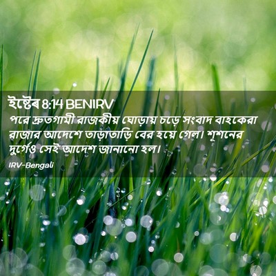 Picture 02 - ইষ্টেৰ 8:14 BENIRV - পরে দ্রুতগামী - Bible Verse Picture