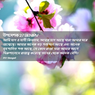 Picture 02 - উপদেশক 2:7 BENIRV - আমি দাস ও দাসী - Bible Verse Picture