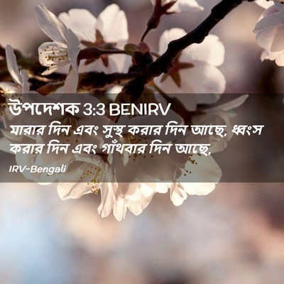 Picture 02 - উপদেশক 3:3 BENIRV - মারার দিন এবং - Bible Verse Picture