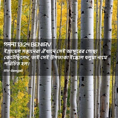 Picture 02 - গননা 13:24 BENIRV - ইস্রায়েল - Bible Verse Picture