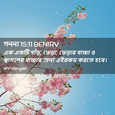 Picture 02 - গননা 15:11 BENIRV - এক একটি ষাঁড়, - Bible Verse Picture