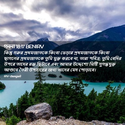 Picture 02 - গননা 18:17 BENIRV - কিন্তু গরুর - Bible Verse Picture