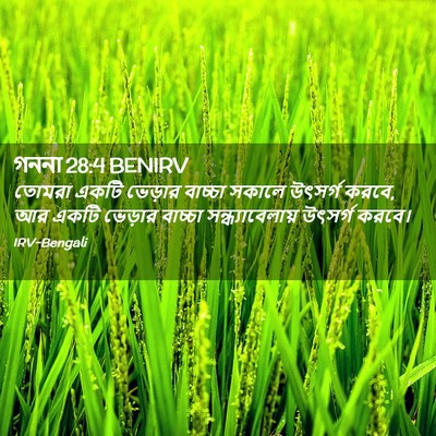 Picture 02 - গননা 28:4 BENIRV - তোমরা একটি ভেড়ার - Bible Verse Picture