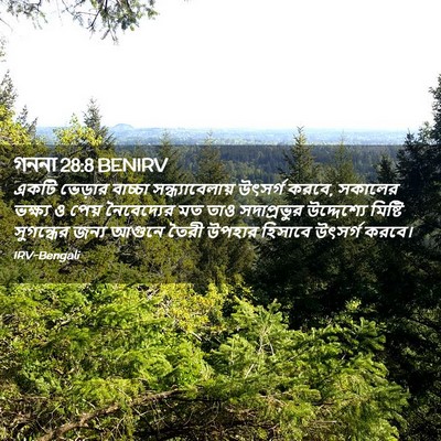 Picture 02 - গননা 28:8 BENIRV - একটি ভেড়ার - Bible Verse Picture