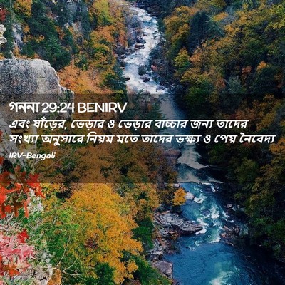 Picture 02 - গননা 29:24 BENIRV - এবং ষাঁড়ের, - Bible Verse Picture