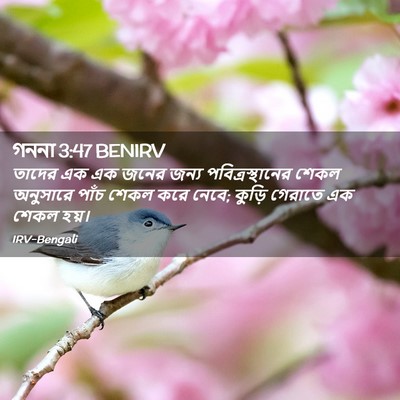 Picture 02 - গননা 3:47 BENIRV - তাদের এক এক জনের - Bible Verse Picture