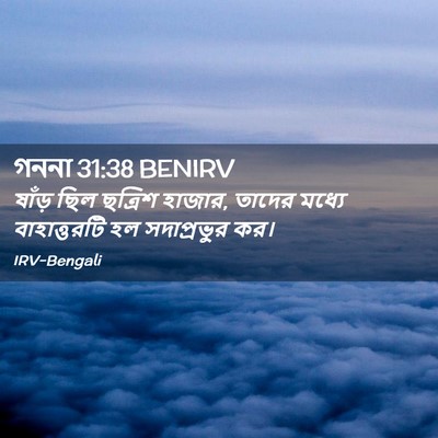 Picture 02 - গননা 31:38 BENIRV - ষাঁড় ছিল ছত্রিশ - Bible Verse Picture