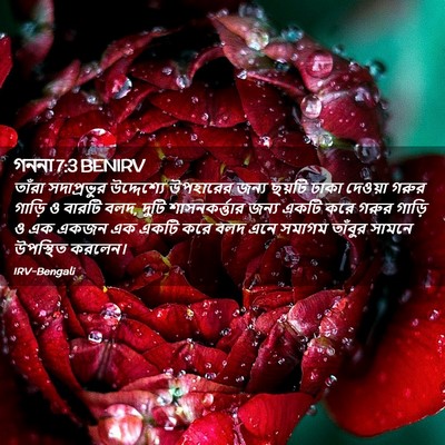 Picture 02 - গননা 7:3 BENIRV - তাঁরা সদাপ্রভুর - Bible Verse Picture