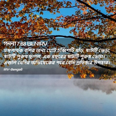 Picture 02 - গননা 7:88 BENIRV - মঙ্গলার্থক বলির - Bible Verse Picture