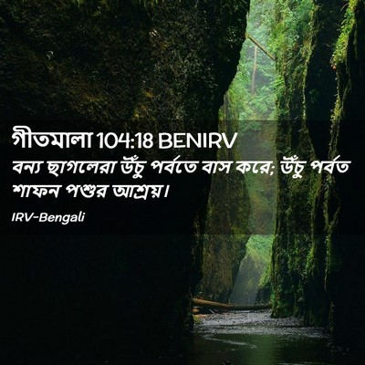 Picture 02 - গীতমালা 104:18 BENIRV - বন্য ছাগলেরা উঁচু - Bible Verse Picture