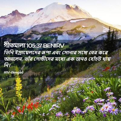 Picture 02 - গীতমালা 105:37 BENIRV - তিনি ইস্রায়েলদের - Bible Verse Picture