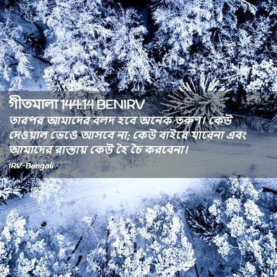 Picture 02 - গীতমালা 144:14 BENIRV - তারপর আমাদের বলদ - Bible Verse Picture
