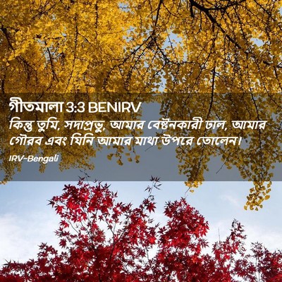 Picture 02 - গীতমালা 3:3 BENIRV - কিন্তু তুমি, - Bible Verse Picture