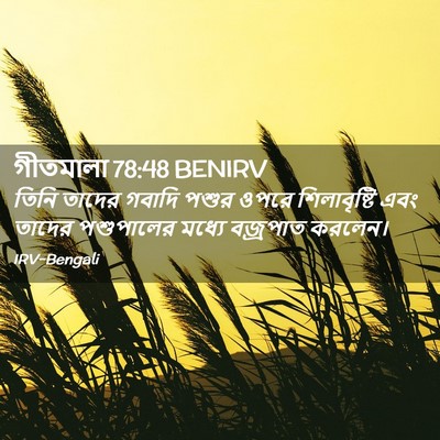 Picture 02 - গীতমালা 78:48 BENIRV - তিনি তাদের গবাদি - Bible Verse Picture
