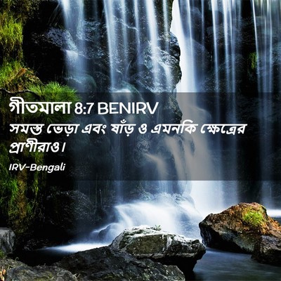 Picture 02 - গীতমালা 8:7 BENIRV - সমস্ত ভেড়া এবং - Bible Verse Picture