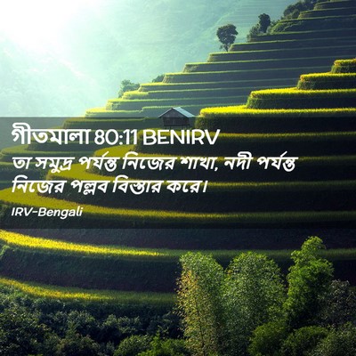 Picture 02 - গীতমালা 80:11 BENIRV - তা সমুদ্র পর্যন্ত - Bible Verse Picture