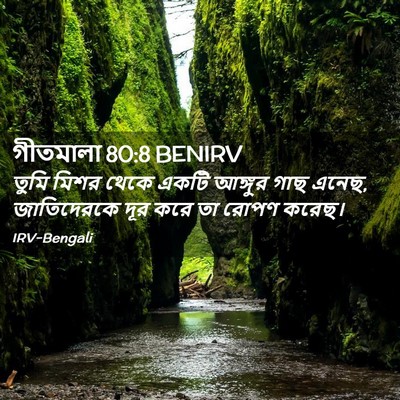 Picture 02 - গীতমালা 80:8 BENIRV - তুমি মিশর থেকে - Bible Verse Picture