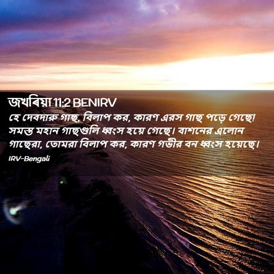 Picture 02 - জখৰিয়া 11:2 BENIRV - হে দেবদারু গাছ, - Bible Verse Picture