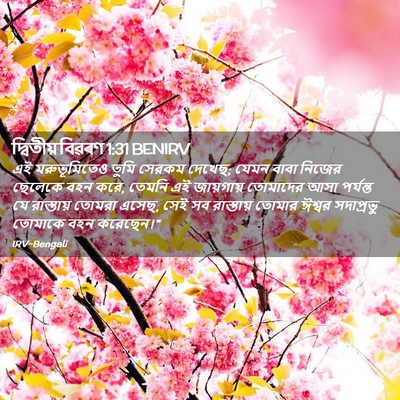 Picture 02 - দ্বিতীয় বিৱৰণ 1:31 BENIRV - এই মরুভূমিতেও - Bible Verse Picture