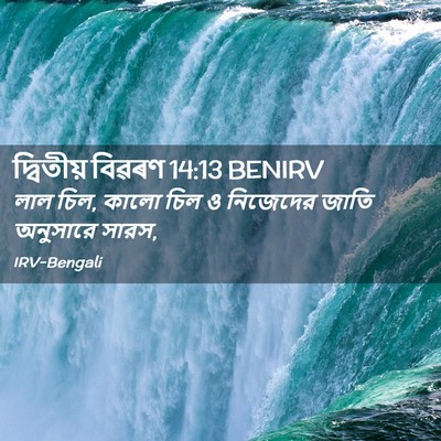 Picture 02 - দ্বিতীয় বিৱৰণ 14:13 BENIRV - লাল চিল, কালো চিল ও - Bible Verse Picture
