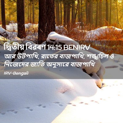 Picture 02 - দ্বিতীয় বিৱৰণ 14:15 BENIRV - আর উটপাখি, রাতের - Bible Verse Picture
