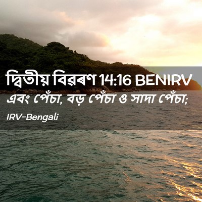 Picture 02 - দ্বিতীয় বিৱৰণ 14:16 BENIRV - এবং পেঁচা, বড় - Bible Verse Picture
