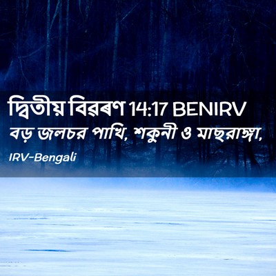 Picture 02 - দ্বিতীয় বিৱৰণ 14:17 BENIRV - বড় জলচর পাখি, - Bible Verse Picture