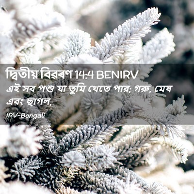 Picture 02 - দ্বিতীয় বিৱৰণ 14:4 BENIRV - এই সব পশু যা তুমি - Bible Verse Picture