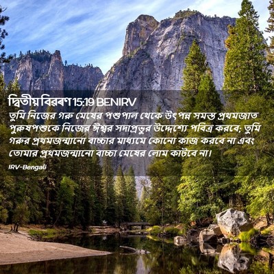 Picture 02 - দ্বিতীয় বিৱৰণ 15:19 BENIRV - তুমি নিজের গরু - Bible Verse Picture