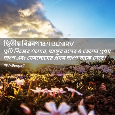 Picture 02 - দ্বিতীয় বিৱৰণ 18:4 BENIRV - তুমি নিজের শস্যের, - Bible Verse Picture