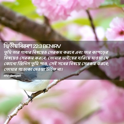 Picture 02 - দ্বিতীয় বিৱৰণ 22:3 BENIRV - তুমি তার গাধার - Bible Verse Picture