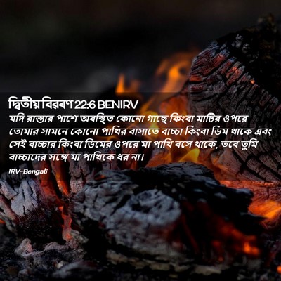 Picture 02 - দ্বিতীয় বিৱৰণ 22:6 BENIRV - যদি রাস্তার পাশে - Bible Verse Picture