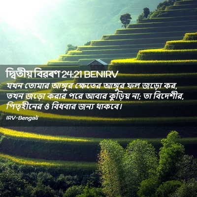 Picture 02 - দ্বিতীয় বিৱৰণ 24:21 BENIRV - যখন তোমার আঙ্গুর - Bible Verse Picture