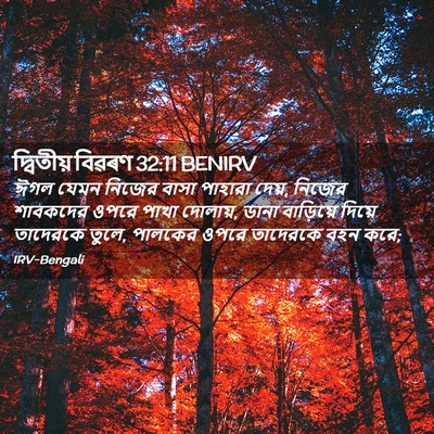 Picture 02 - দ্বিতীয় বিৱৰণ 32:11 BENIRV - ঈগল যেমন নিজের - Bible Verse Picture