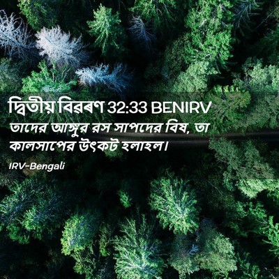 Picture 02 - দ্বিতীয় বিৱৰণ 32:33 BENIRV - তাদের আঙ্গুর রস - Bible Verse Picture